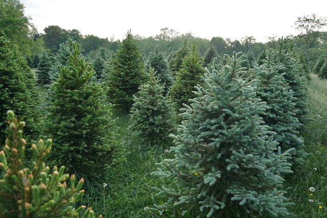 Brits Urged to Pre-Order Christmas Trees Early, Experts Warn