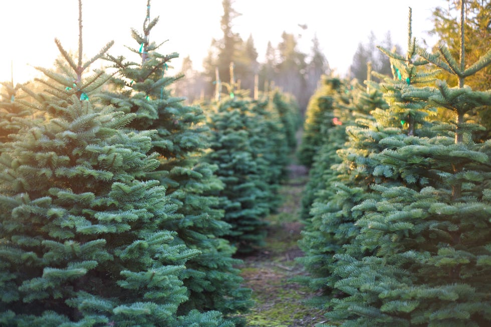 Real Christmas Tree Prices Expected To Rise This Season