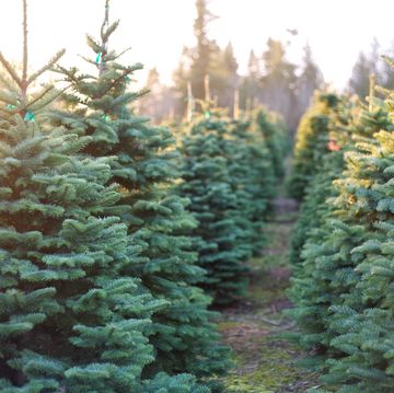 a row of beautiful and vibrantly green christmas trees with the sun beating down on them on a cold winter evening