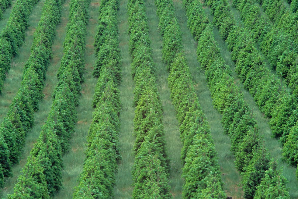 Strautman Tree Farm Christmas Tree Farm
