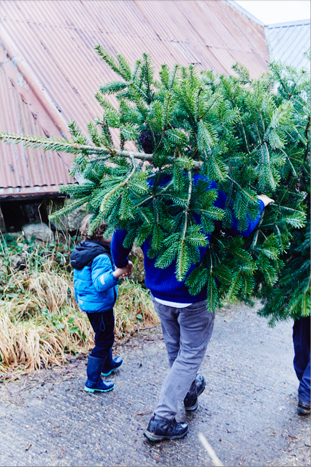 10-christmas-tree-farms-to-visit-in-the-uk-and-everything-you-need-to