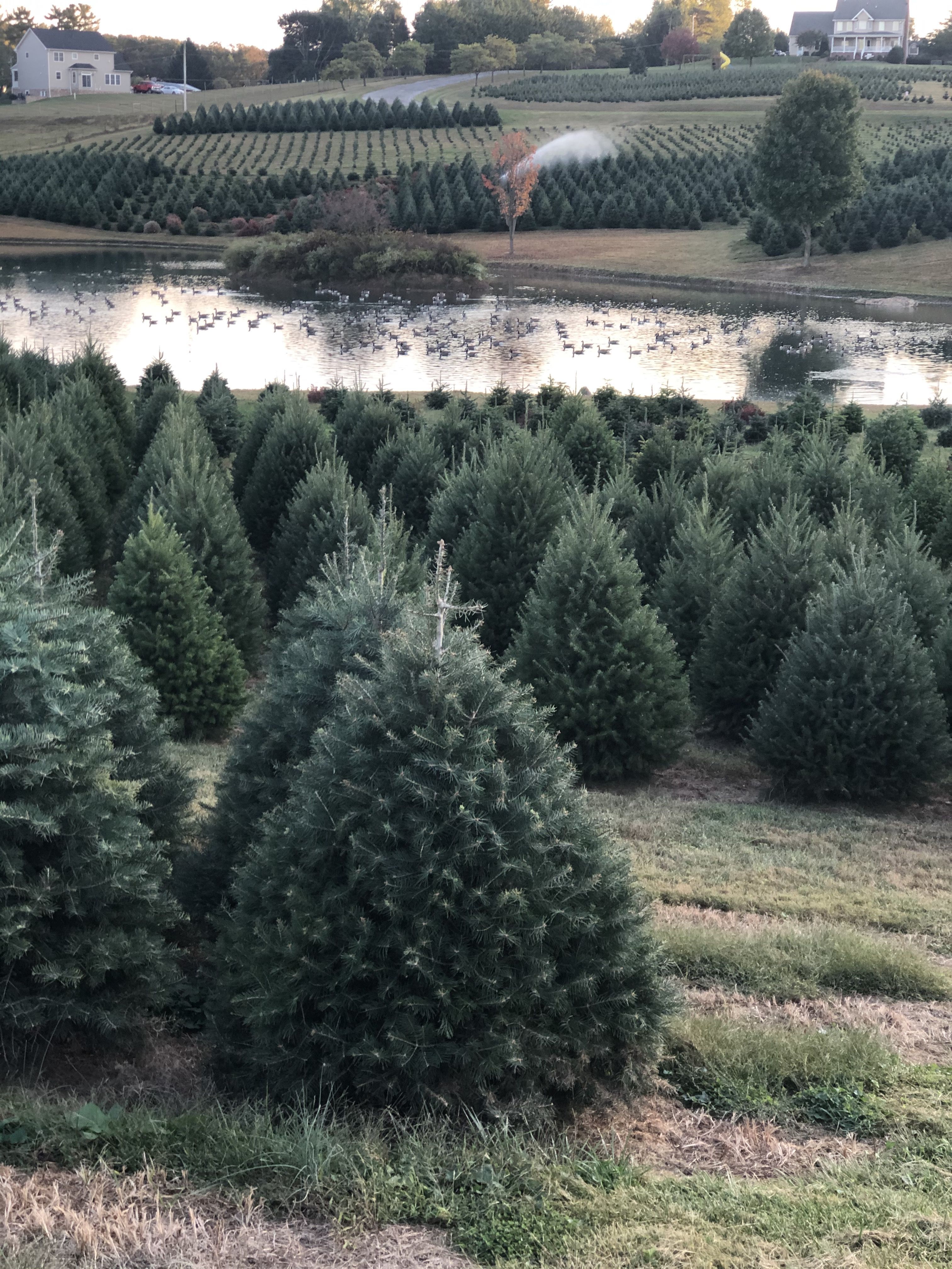 Christmas Tree Farms Near Me - Best Christmas Tree Farms in U.S.