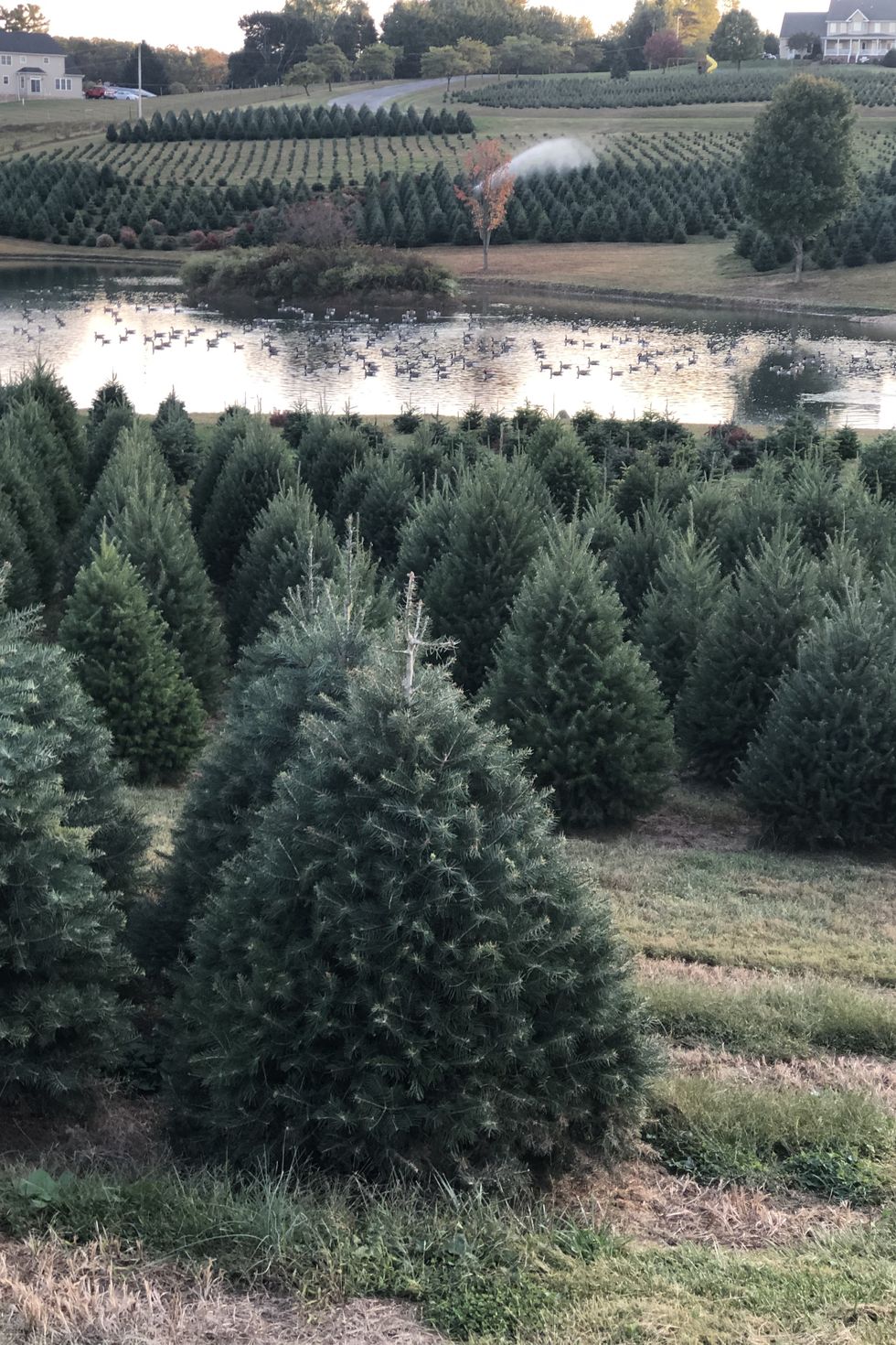 christmas tree farms near me pine valley farms