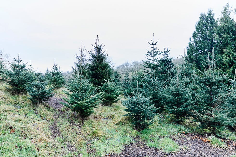 10-christmas-tree-farms-to-visit-in-the-uk-and-everything-you-need-to