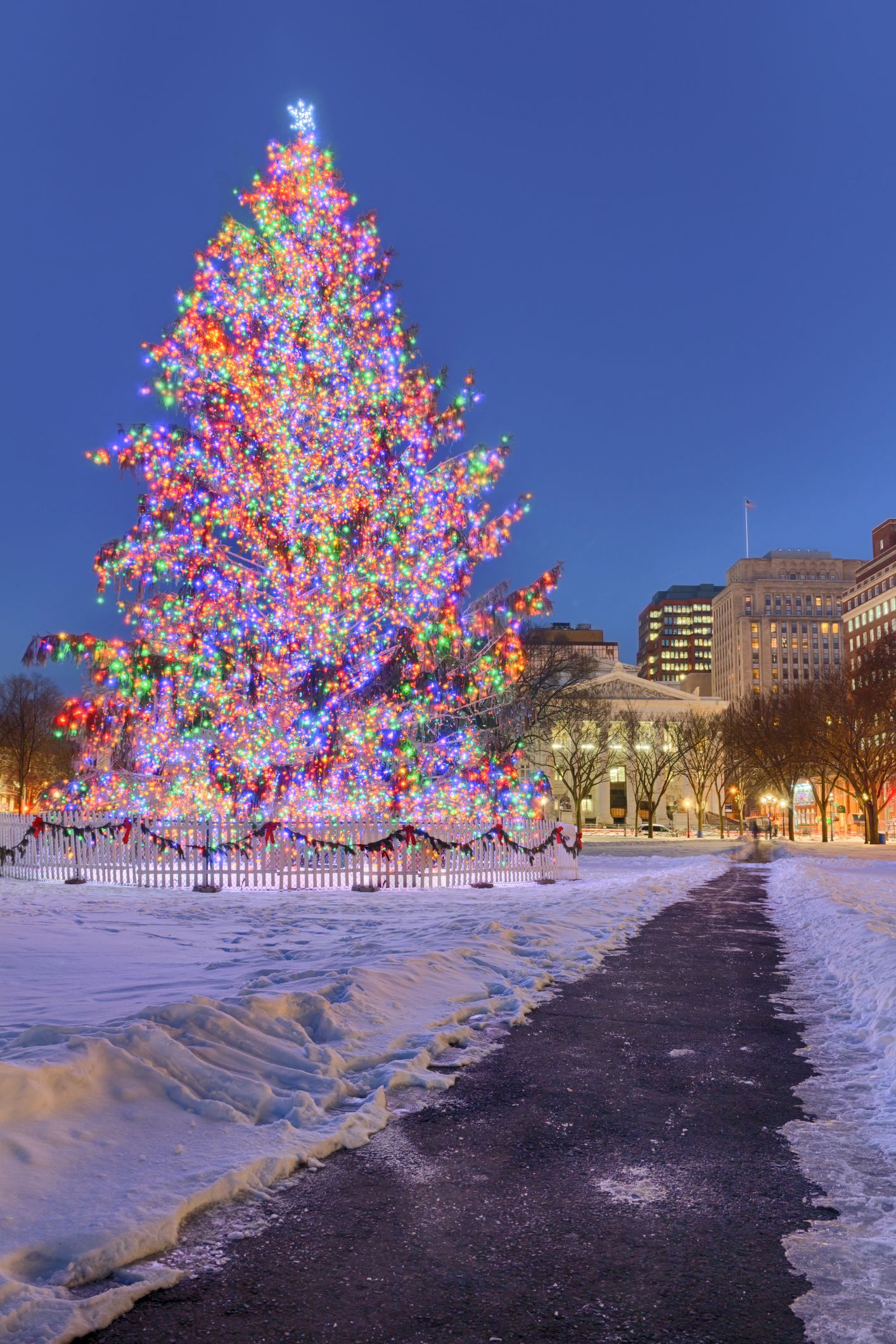 Iconic Christmas Trees in Every State - Best Christmas Trees Near Me