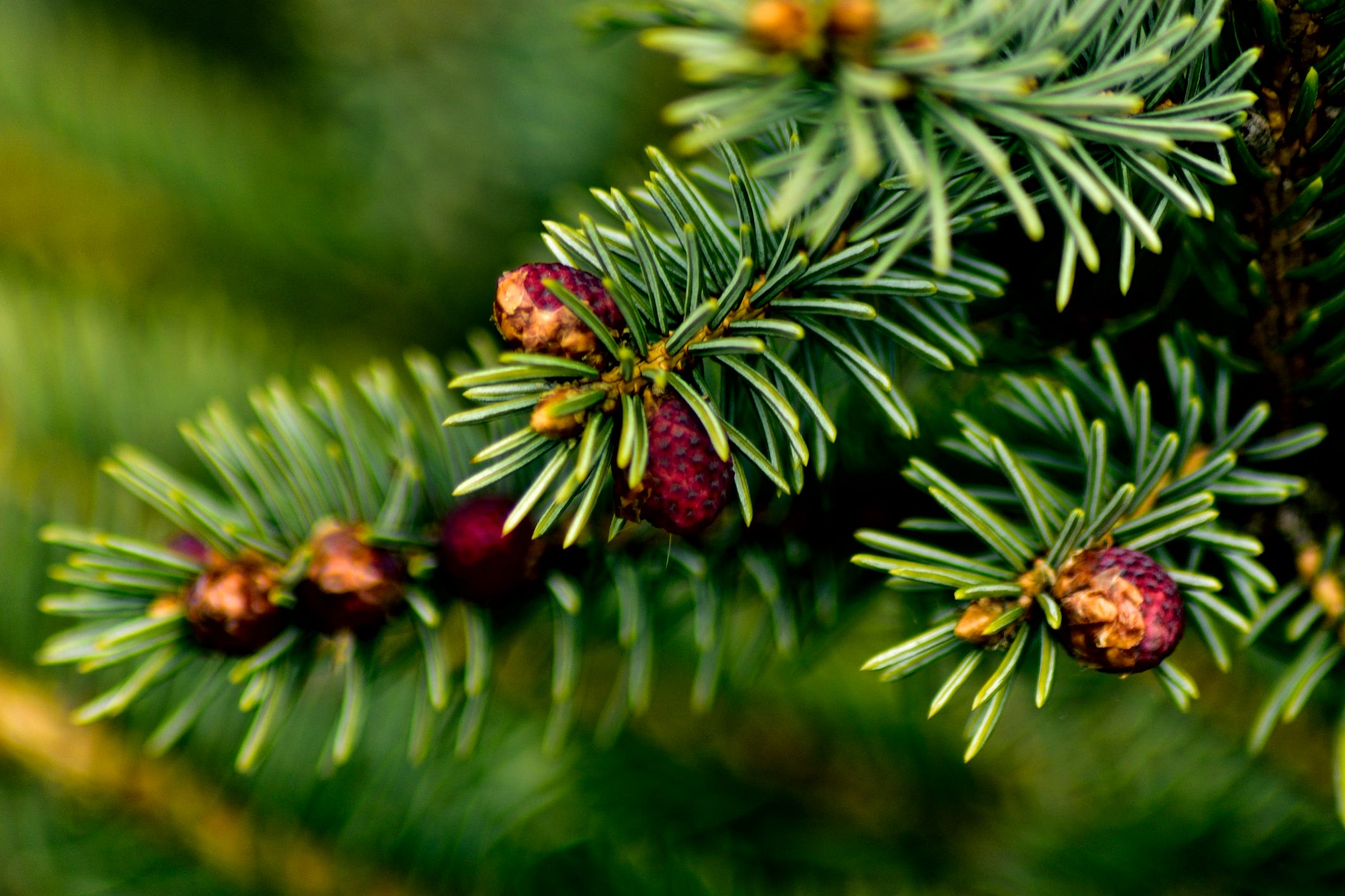 14 Best Types of Christmas Trees - Different Types of Real and ...