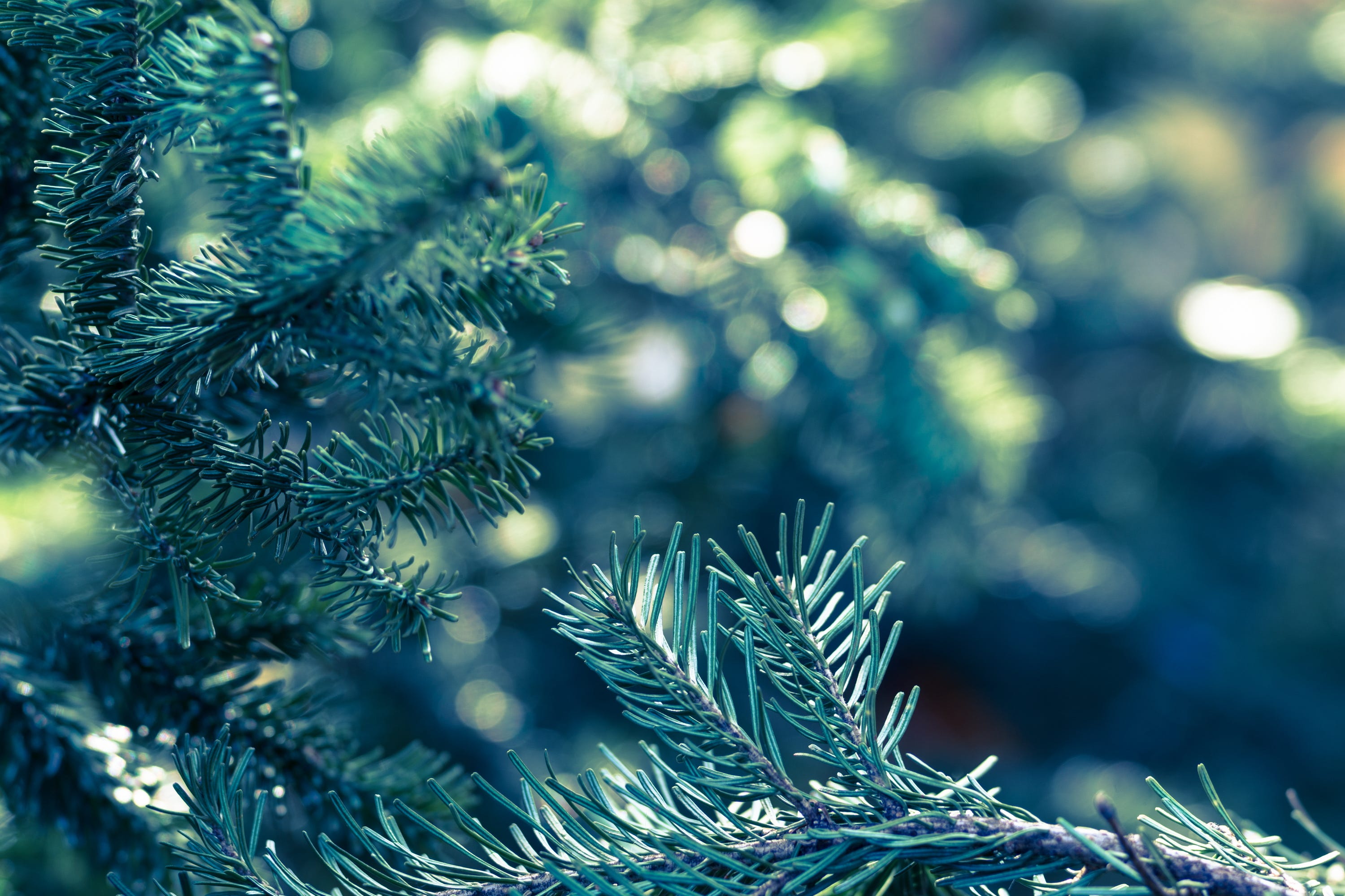 14 Best Types of Christmas Trees - Different Types of Real and ...