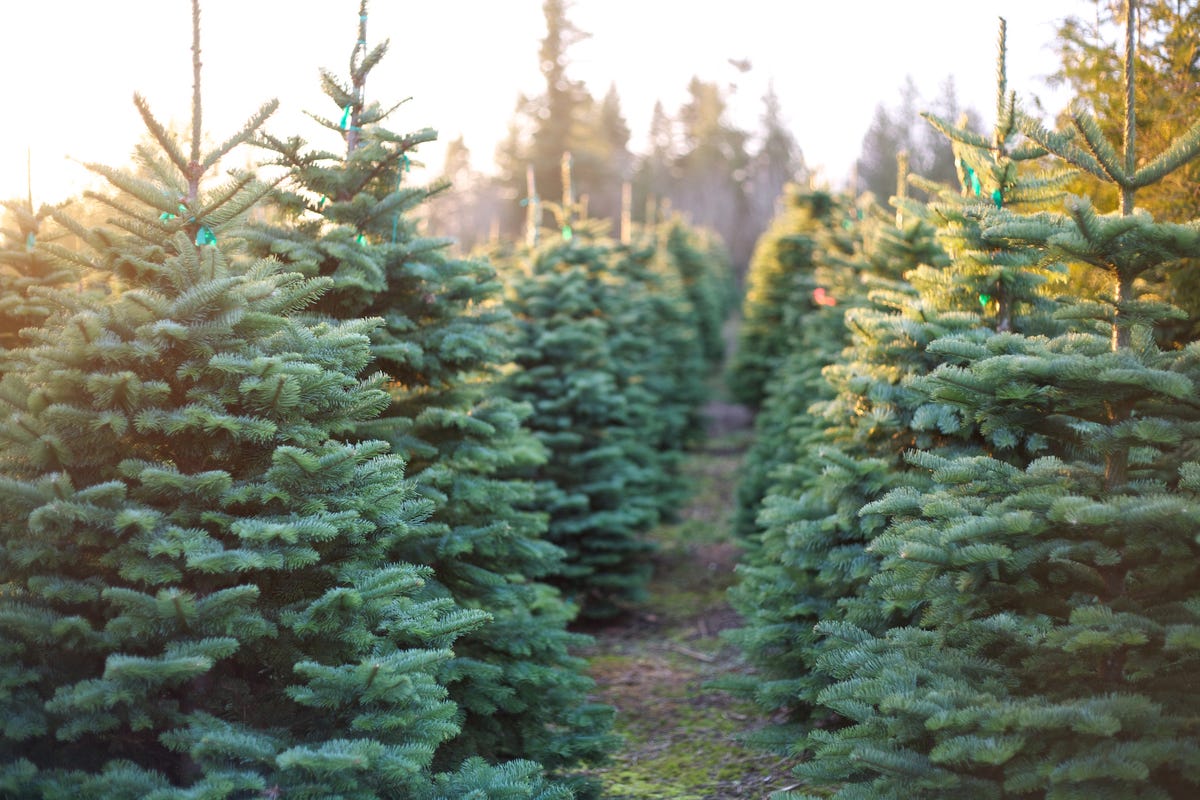 Heatwave Kills Off 10,000 Christmas Trees At Welsh Farm