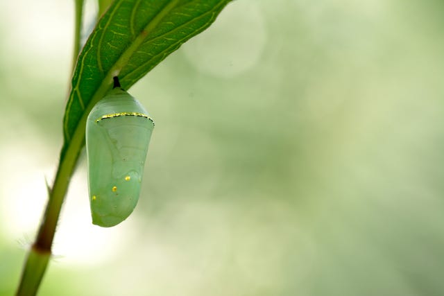 The Ultimate Guide to Butterflies - Different Types of Butterflies and ...