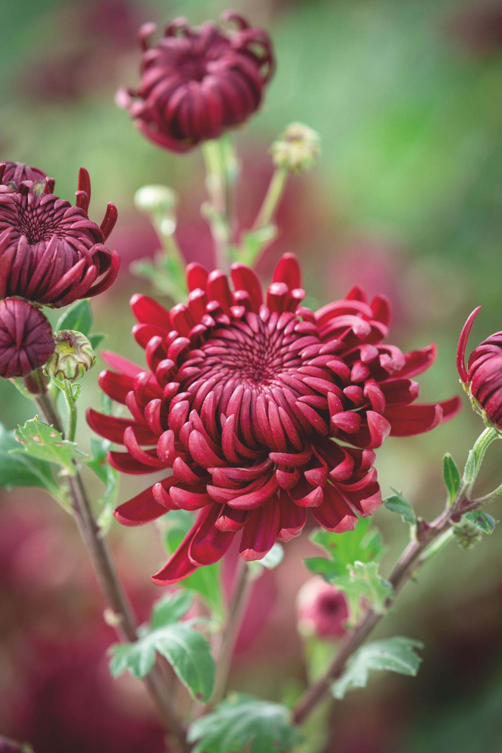 Chrysanthemum Chrysanthemum