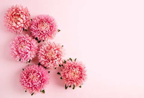 chrysanthemum flowers on pink background