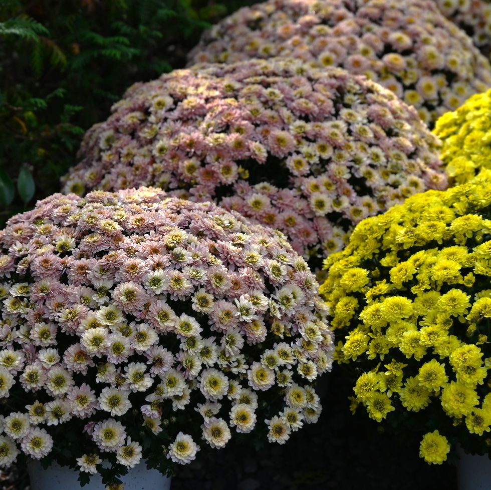 chrysanthemum morifolium flowers