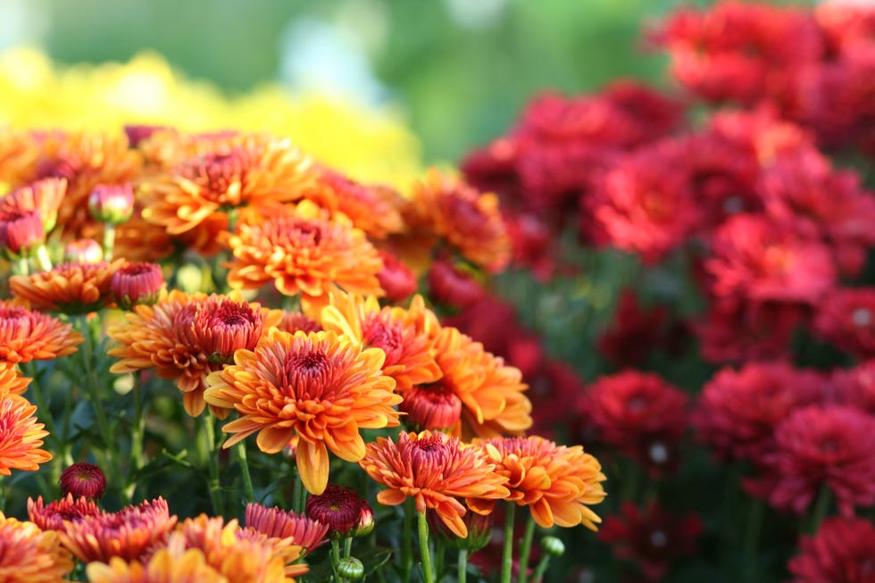 Chrysanthemum 'Old Fashioned White' plants