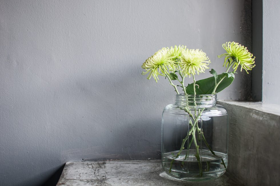 chrysanthemum