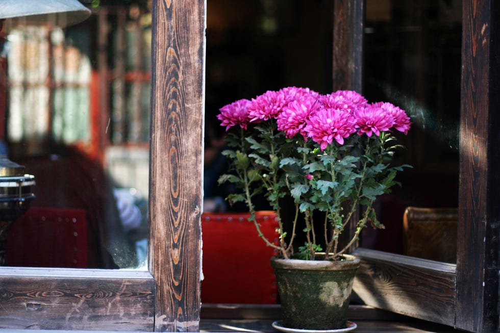 chrysanthemum