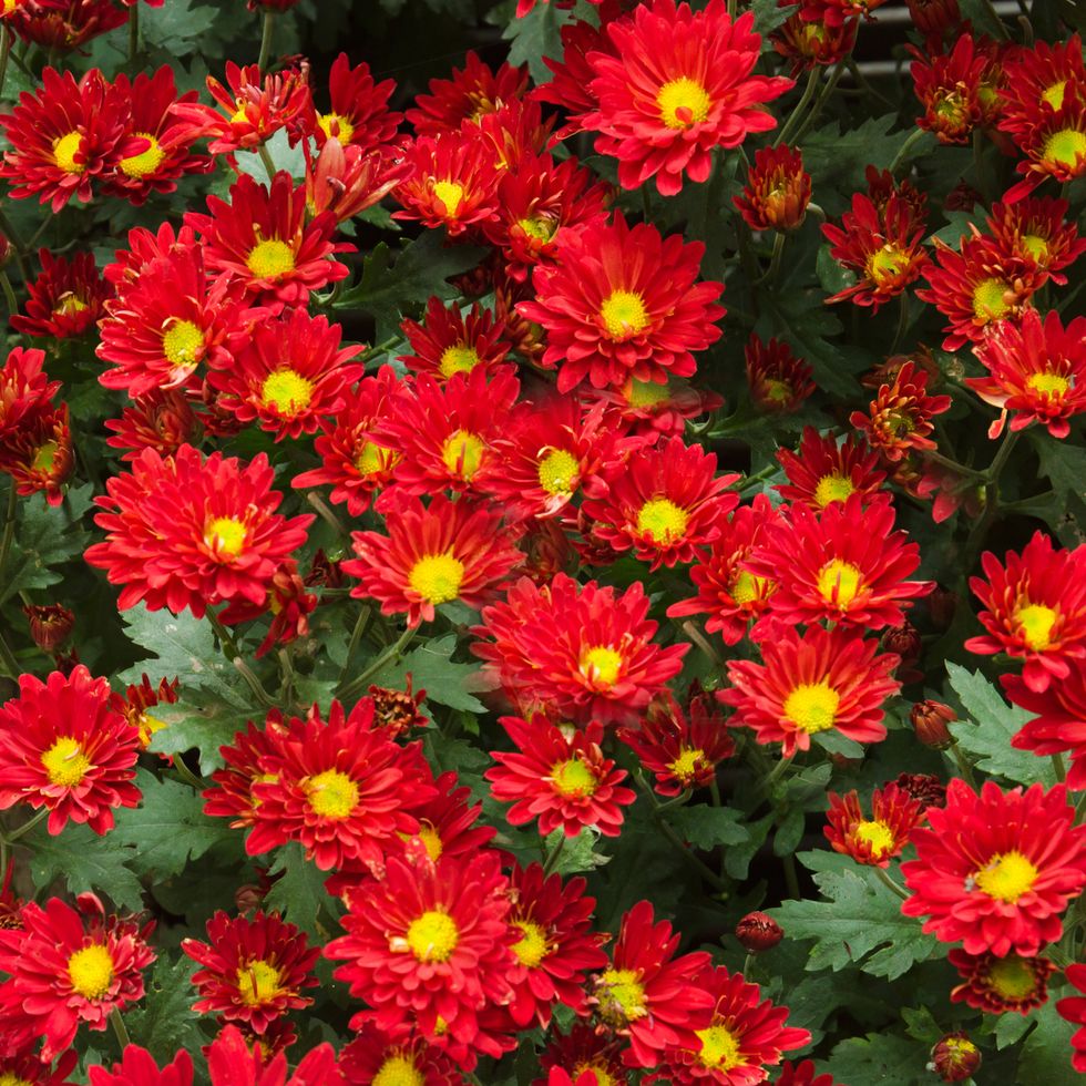 flower meanings red chrysanthemum