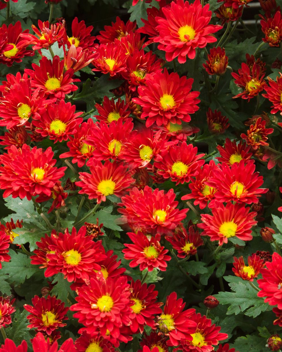 chrysanthemum red flowers
