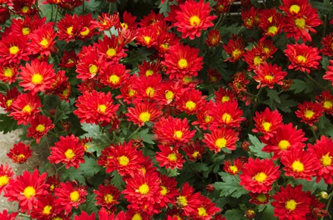 28 Best Red Flowers for Gardens - Red Perennials and Annuals