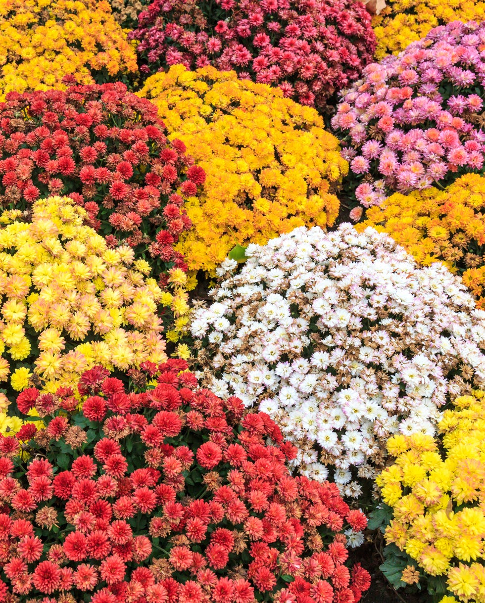 chrysanthemums in autumn