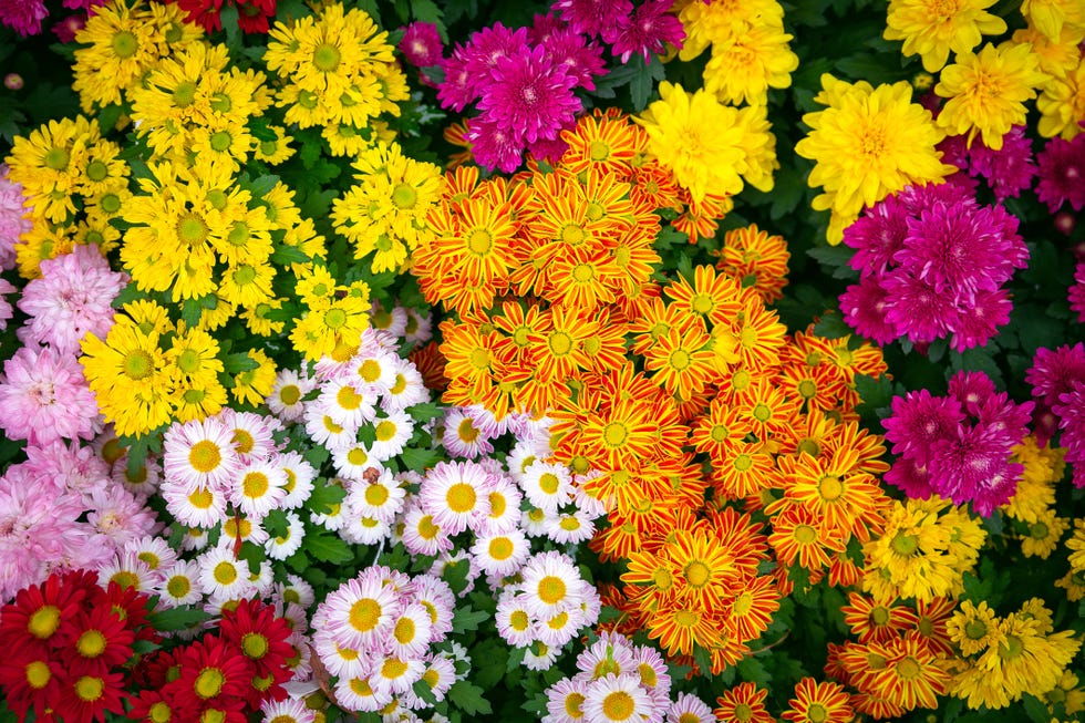 best perennials mums