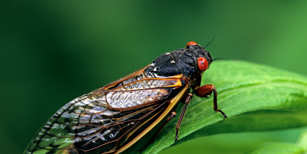 What Is a Cicada? How to Prepare for Cicada Swarm 2024