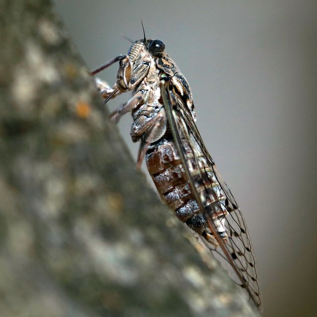 noisy creature of summer cicada