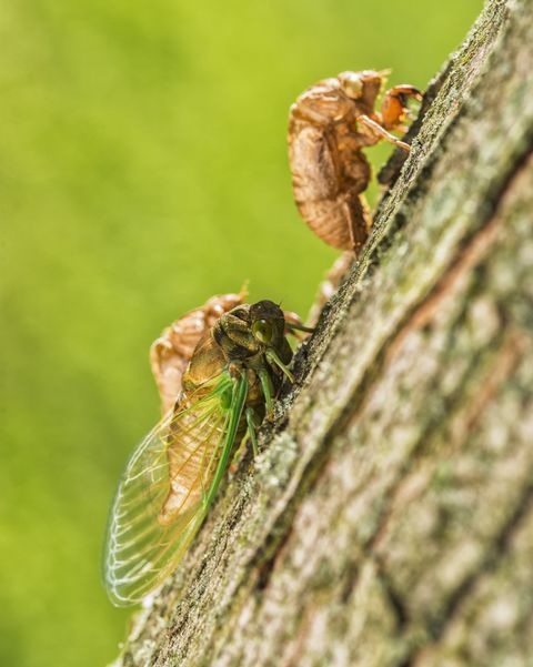 cicada drying on tree bark after molting