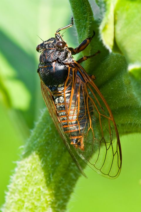 big cicada sitting on a flower