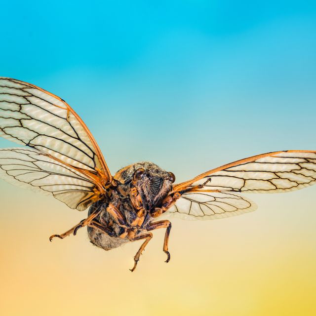 cicada in the flight, extreme close up shot of flying insect