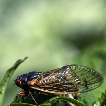 cicada