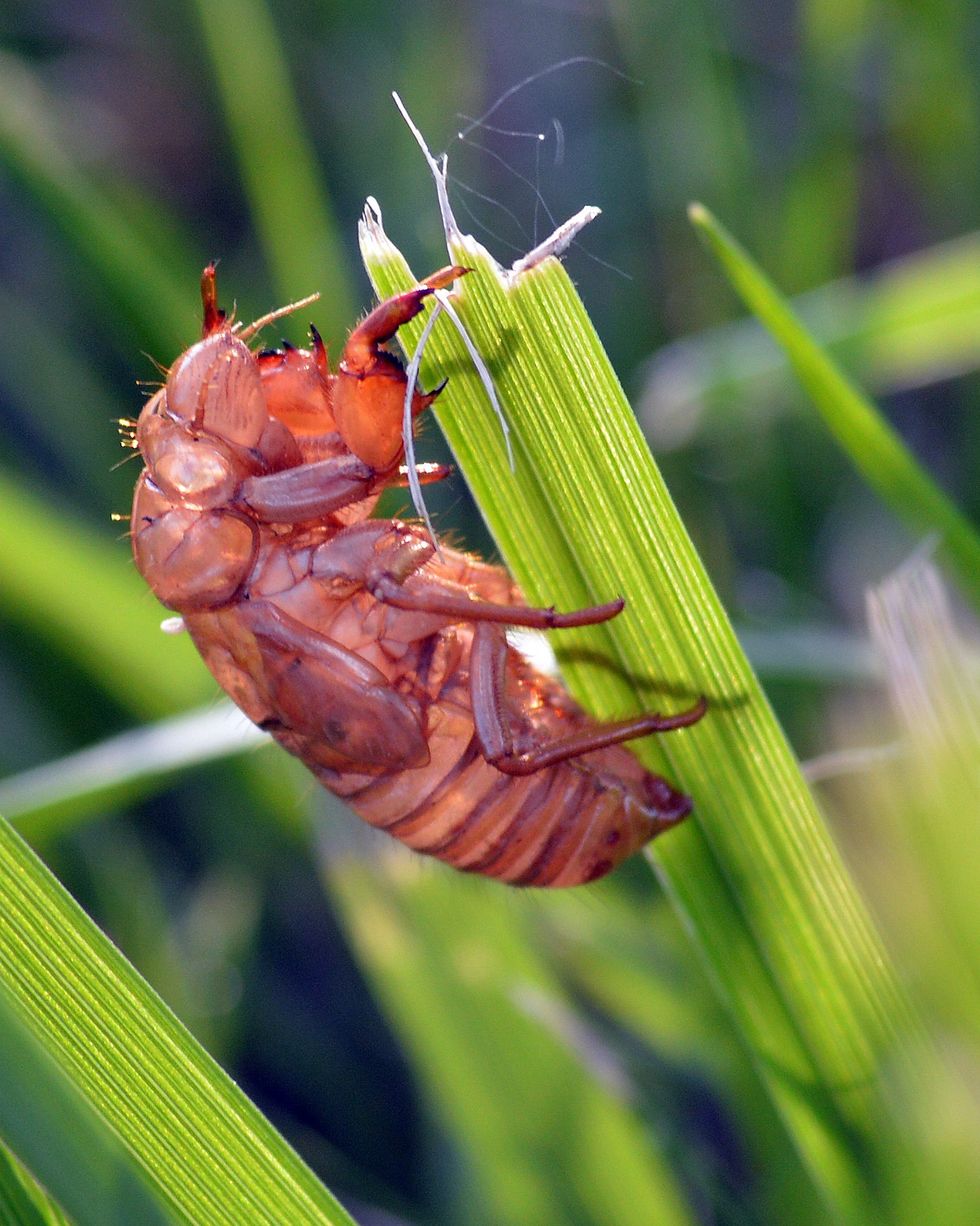 cicada nymph shell on blade of green grass