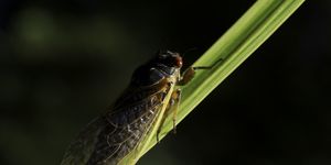 how to survive cicada season, cicada brood emerging 2021, 2021 cicadas, how to deal with cicadas in your yard, how to deal with cicada noise