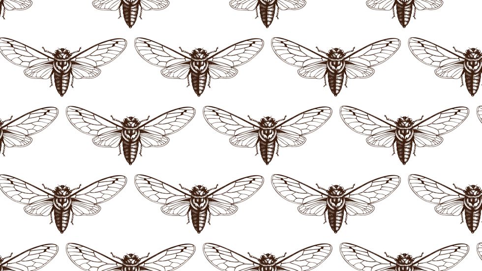 a illustration of a brood of cicadas