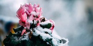 ciclamen en maceta con nieve