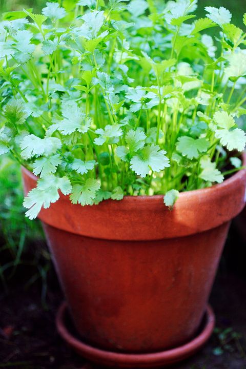 coriander growing in a pot