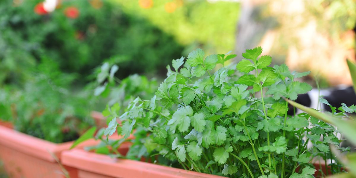What to Plant With Cilantro 