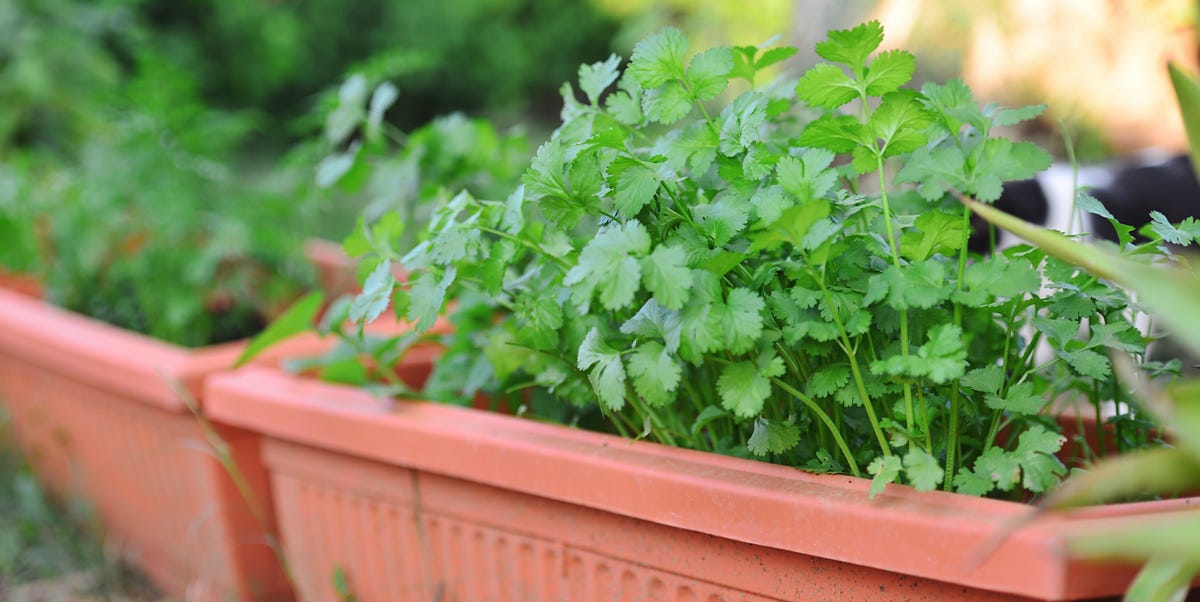 The Proper Way to Care for Your Cilantro Plant, Especially If You're Growing From Seed