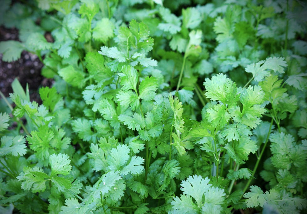 cilantro growing in garden