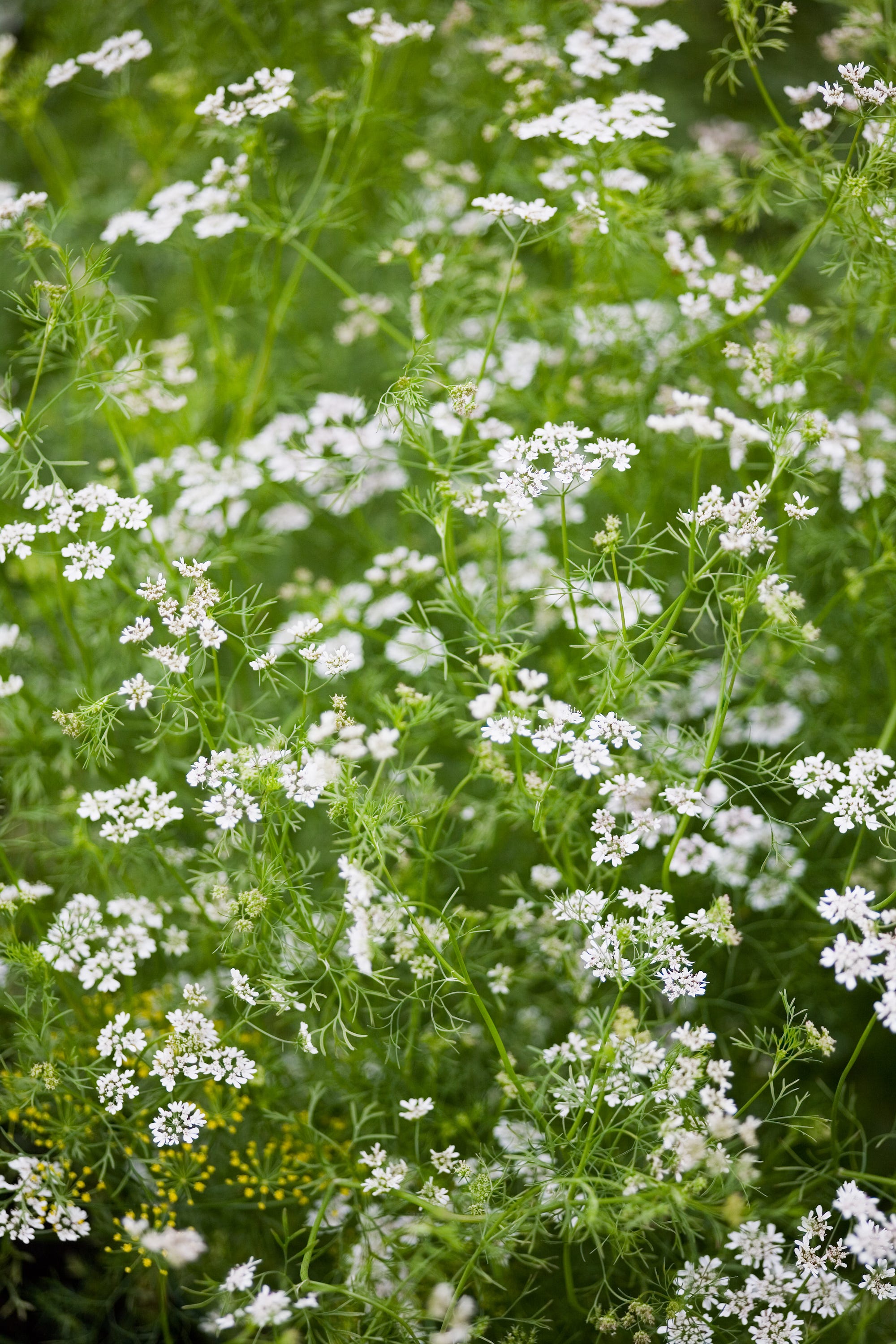 flores de cilantro