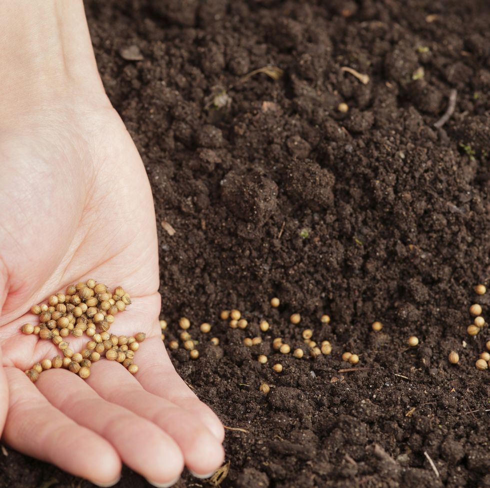 sowing seeds in the soil
