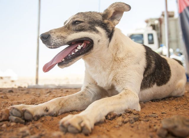 Mammal, Dog, Vertebrate, Canidae, Dog breed, Facial expression, Carnivore, Snout, Street dog, Rare breed (dog), 