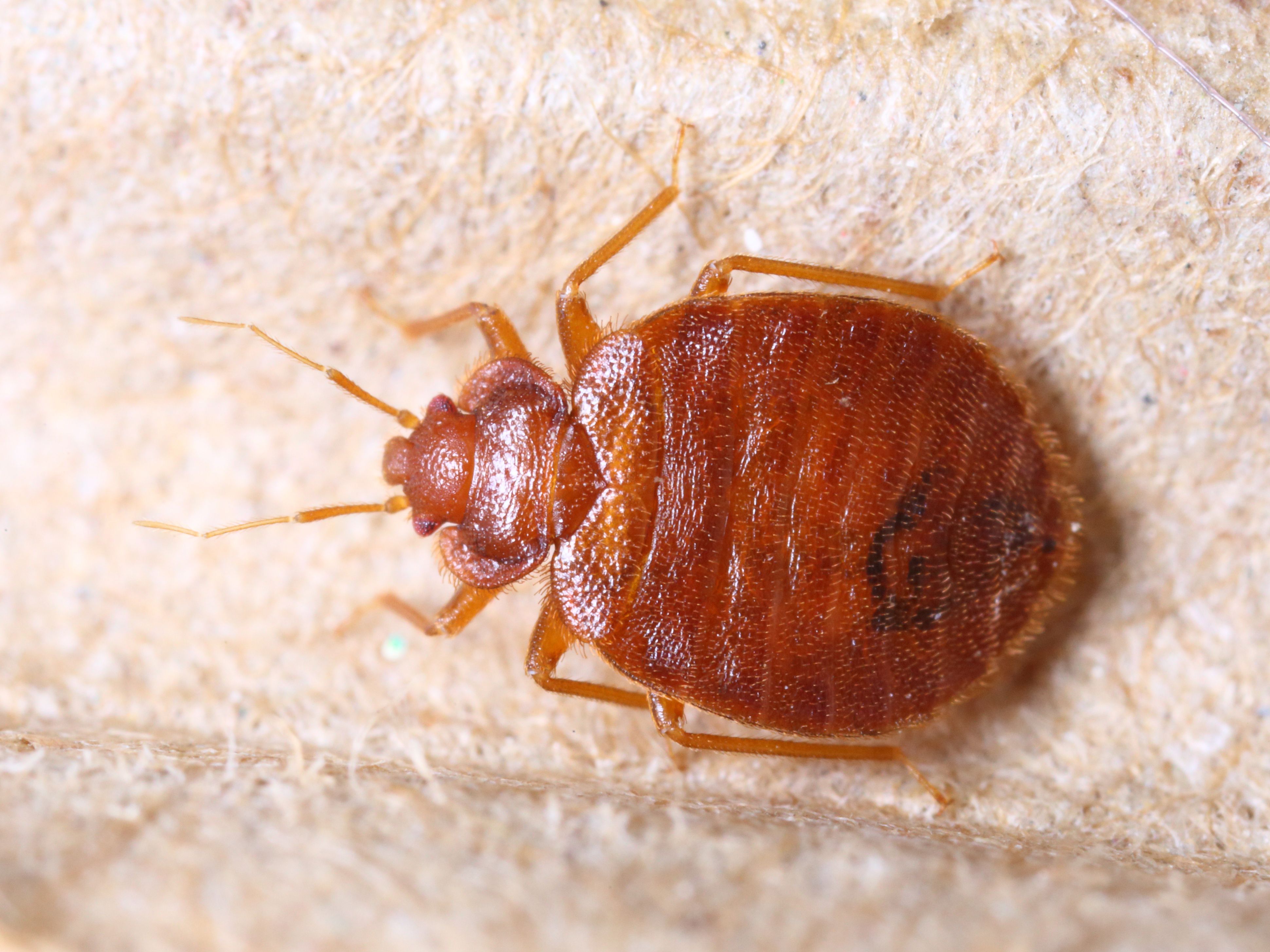 Study ID's Several Bed Bug Repellents That Could Keep Your Luggage Pest-Free