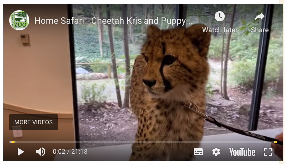 cincinnati zoo virtual tour