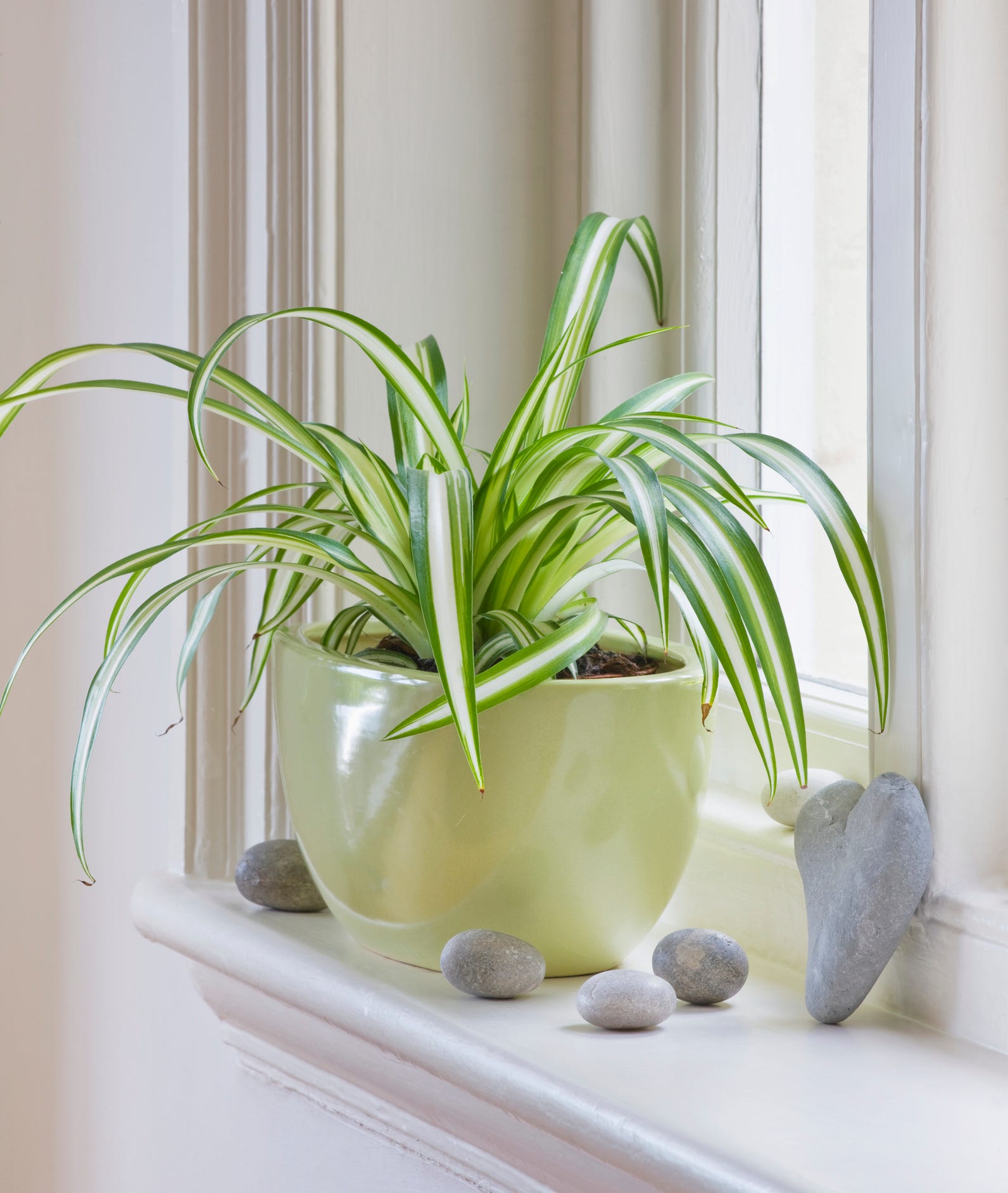 planta de cinta