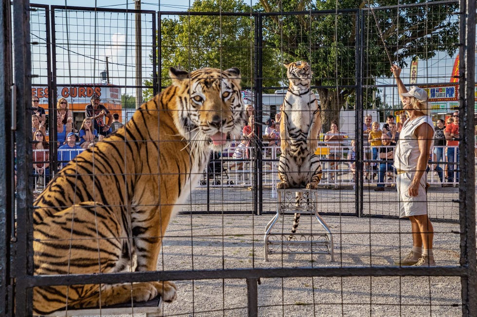 Tijgertrainer Brunon Baszak werkt met zijn tijgers op de Crawford County Fair in Ohio drie shows per dag af Tijdens ons driedaagse bezoek zaten de tijgers tussen de optredens door in krappe reiskooien De kritiek op dit soort vermaak neemt toe veel mensen vinden het inhumaan