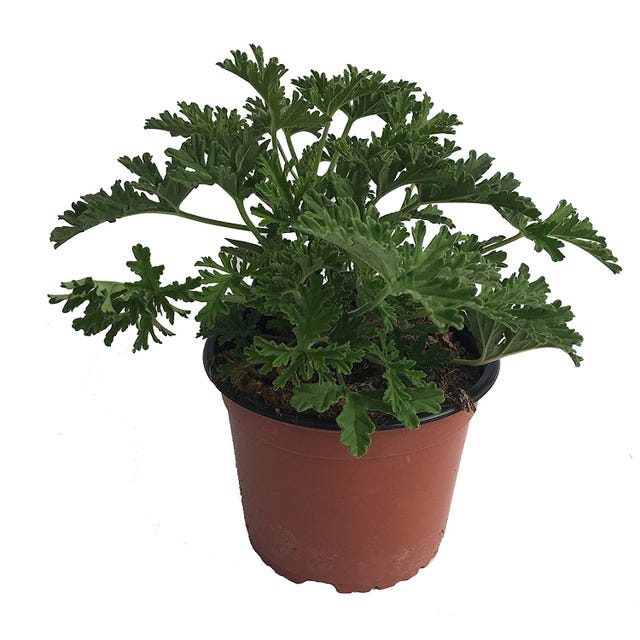 Planta antimosquitos Citronella
