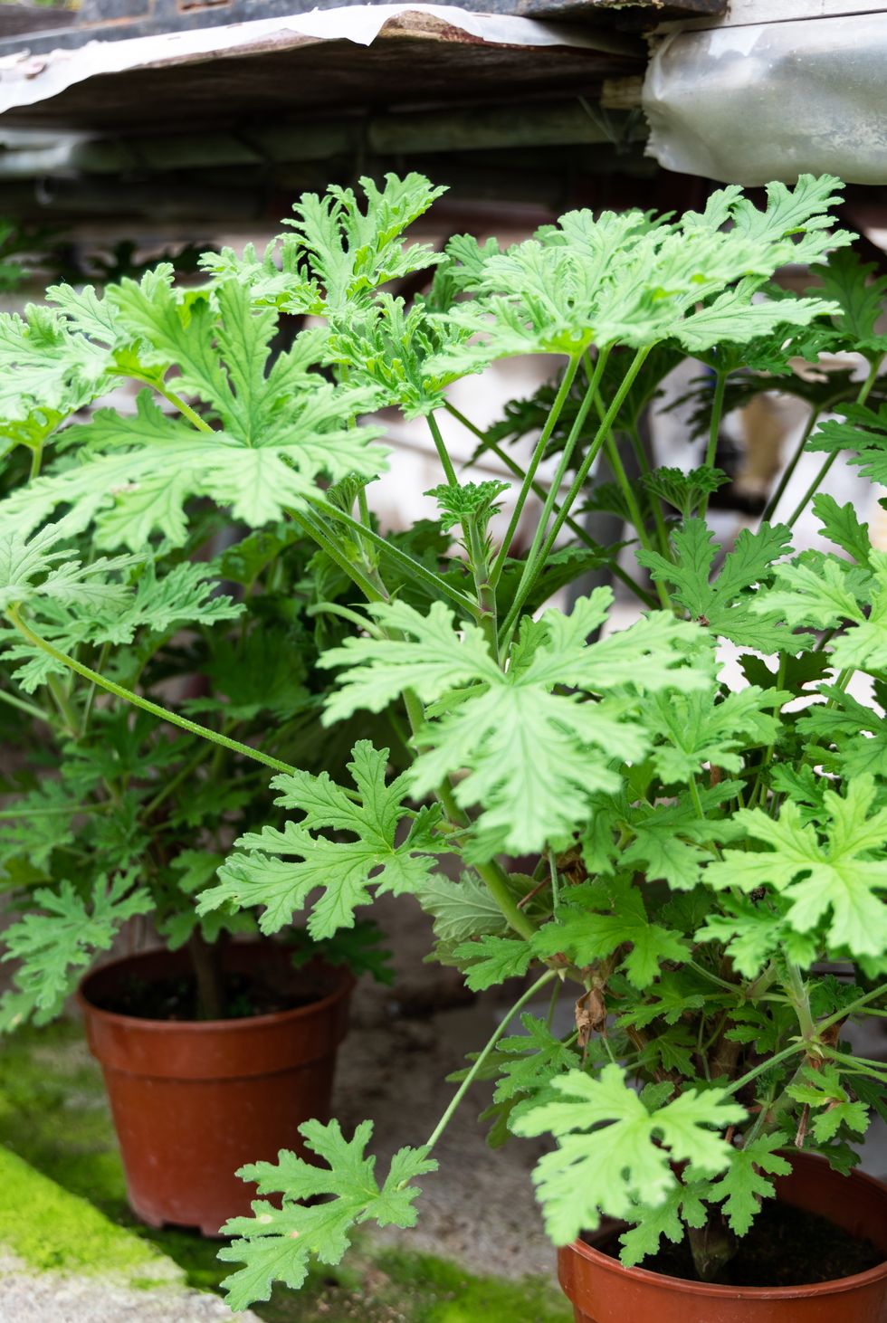 citronella plant are natural mosquito repellent with it scented nature