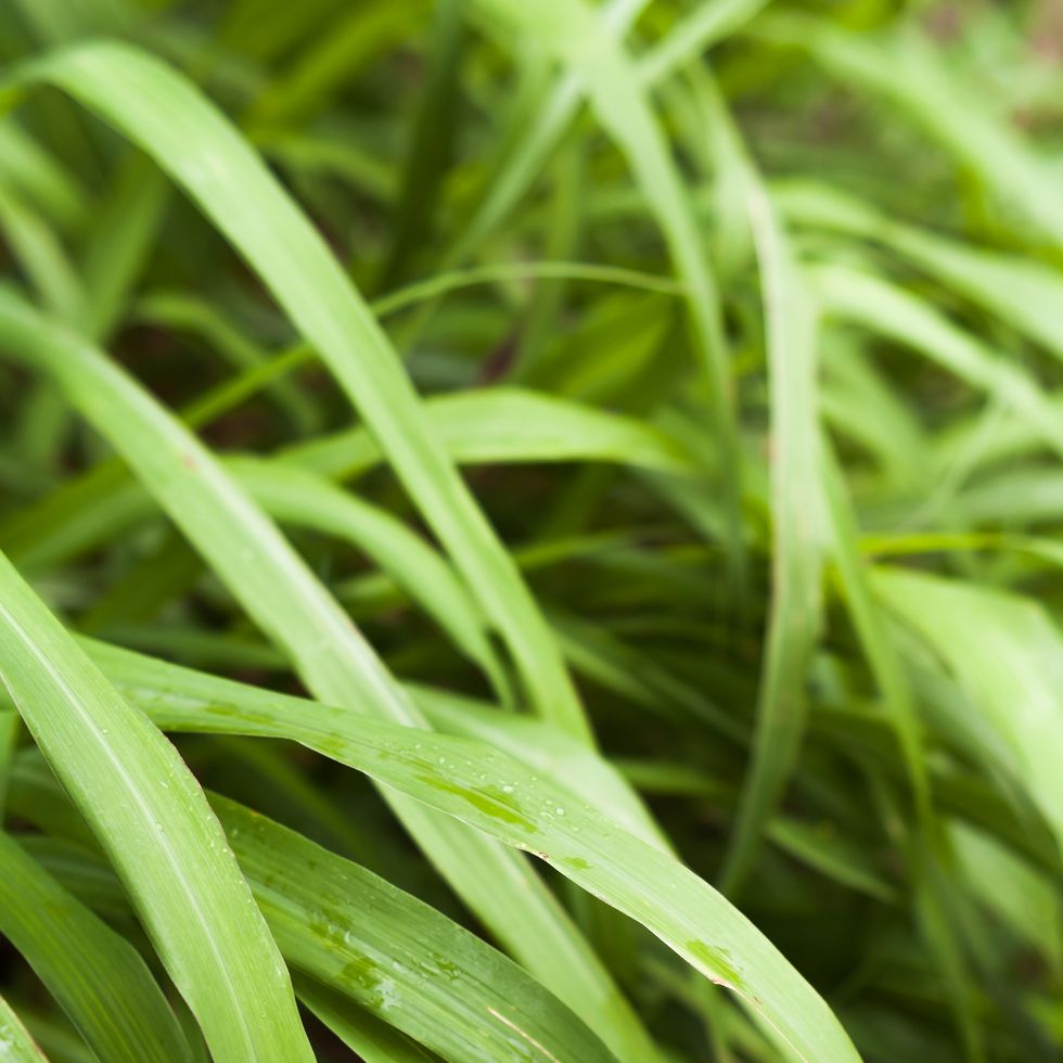 citronella lemon grass plant