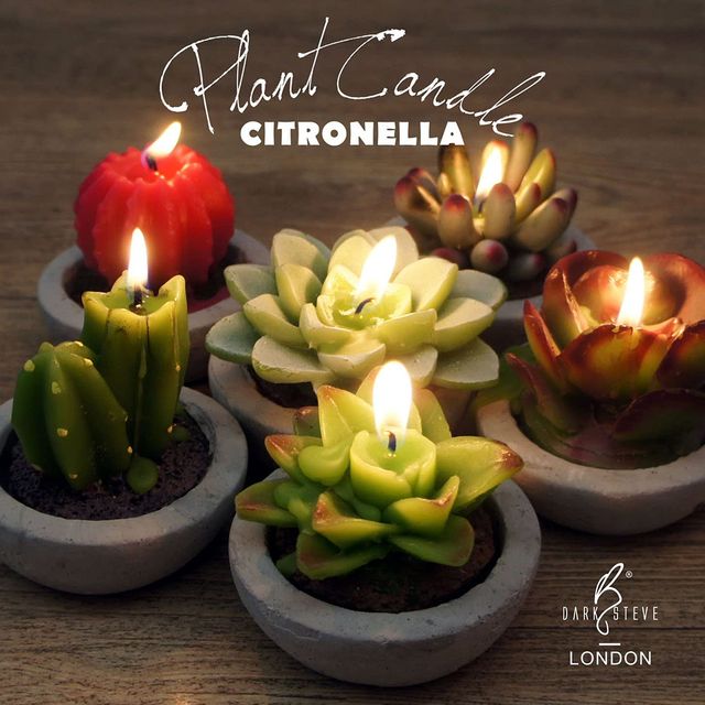 succulent citronella candles