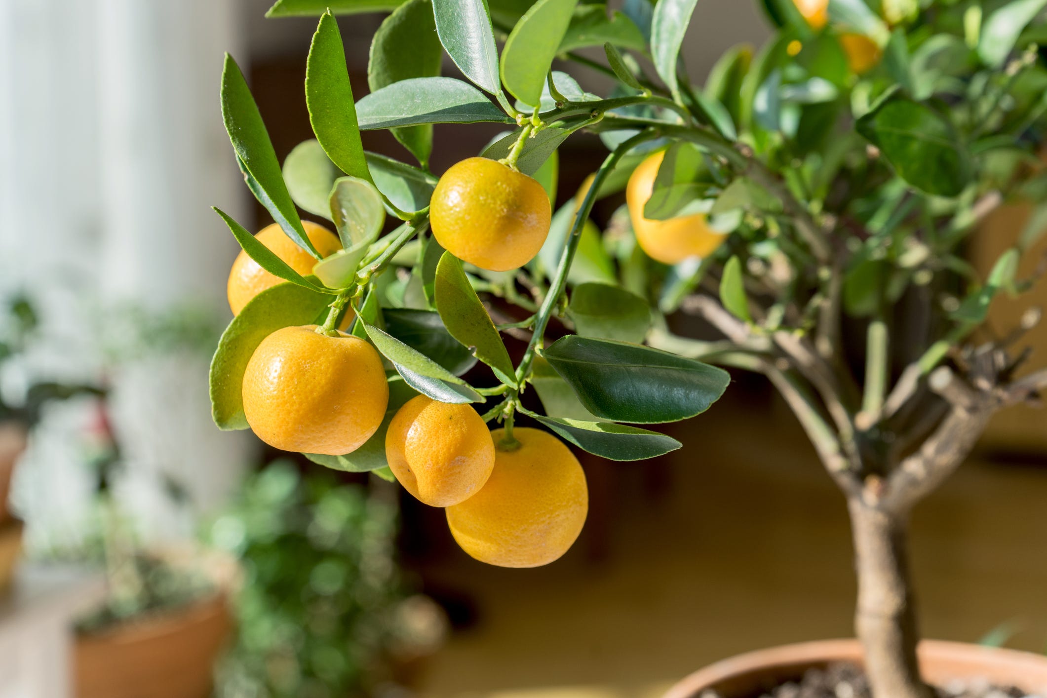 limonero